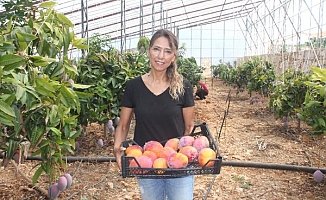 Gazipaşa'da mango hasadı