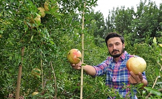 Gazipaşa'da turfanda çekirdeksiz nar hasadı