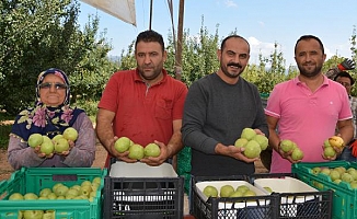 Korkuteli'nde armut hasadı başladı