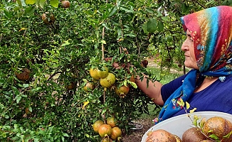 NAR ÜRETİCİSİNE ERKEN HASAT UYARISI