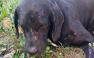 Bahçesine giren köpeği tüfekle vurdu