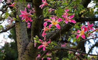 'Maymun çıkmaz ağacı', sonbaharda çiçek açıyor