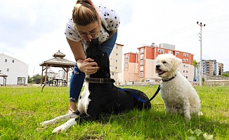 'Ruhsatı olmayan pitbull beslemesin'