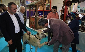 Tescilli Kangal köpeği 'Bozo' fuarın gözdesi