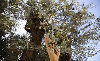 Yol inşaatından sökülen 6 asırlık zeytin ağacı meyve verdi