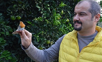 Antalya'da kuş halkalama çalışmaları başladı