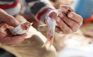 BALIKÇILARIN KORKULU RÜYASI EKMEK KAPISI OLDU