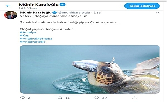 BALON BALIĞI YİYEN CARETTA CARETTA