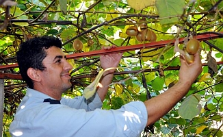 Gazipaşa'da kivi hasadı başladı