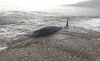 Kıyıya vuran balina, kurtarılarak denize bırakıldı