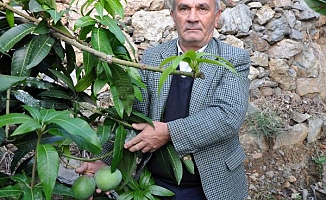 12 mango ağacı 45 bin lira kazandırdı