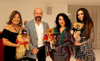 'Pomeranian' cinsi köpekler yarıştı