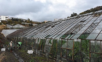 Sağanak ve rüzgar 100 dönüm serayı vurdu