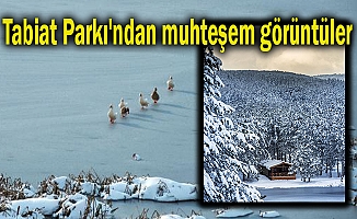 Buz tutan gölette ördek geçişi