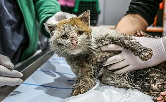 Depremzede kedi, Antalya'da tedavide