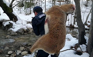 Kaçak avcılar vurdu onlar sırtında taşıdılar