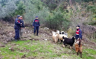 Kayıp keçileri jandarma buldu