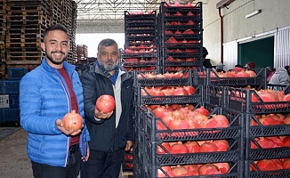 Korkuteli'de nar ihracatı başladı