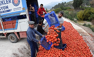 Fiyatı düşen domates üreticinin elinde kaldı