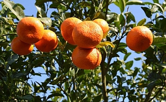 Kumluca'da ilkbaharda da mandalina üretilecek