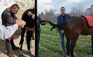 Kuyruğu kopan at için kaynak uygulama