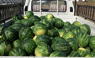  Antalya’da karpuz altın çağını yaşıyor!