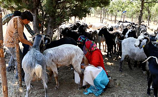 Yörüklerde hasta keçiye 'kan aşısı' tedavisi