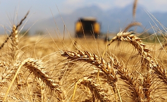 Buğday çiftçisine bayram müjdesi!