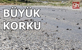 Her şeyi yiyorlar!