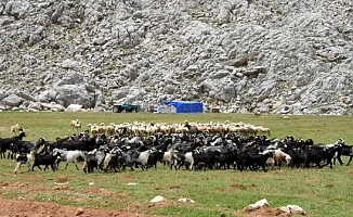 Yörükler, yaylalarla buluşmaya başladı!