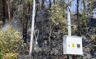 Panodan başlayan yangın ormana sıçradı