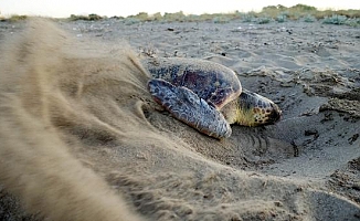 Caretta yuvalarında 'pandemi' rekoru