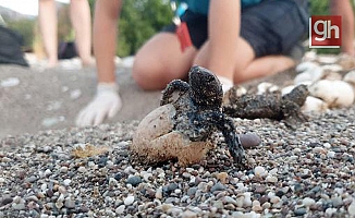 100 caretta caretta denizle buluştu