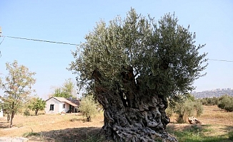 1204 yaşındaki zeytin ağacı meyve veriyor