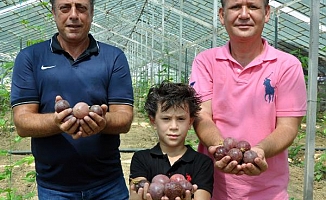 'Alanya'da yetiştirip, Avrupa'ya satacağız'