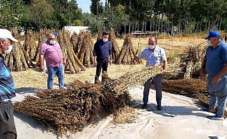 Bu yıl üreticinin yüzü susamla gülecek