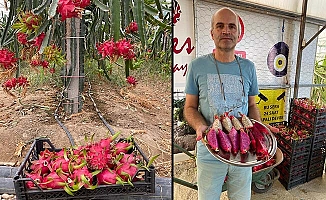 Tropikal meyvenin yeni gözdesi Aksu