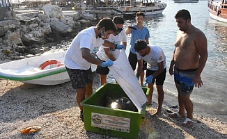 Yaralı yeşil deniz kaplumbağası, 3 saatte kurtarıldı