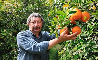 Finike portakalını aşırı sıcaklar vurdu