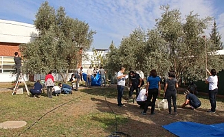 Özel öğrencilerden zeytin hasadı