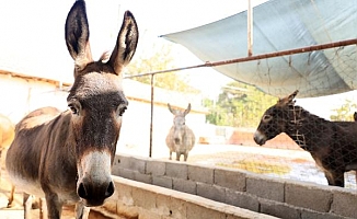 Türkiye'de ilk defa eşeklere mikroçip takıldı