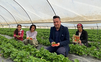 Aksu’da yılın ilk çilek hasadının heyecanı başladı