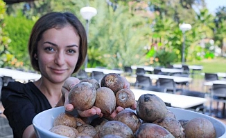 Talebe yetişemeyen üreticiler, çekirdek toplamaya başladı