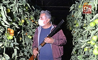 Antalya’da çiftçilerin film sahnelerini aratmayan domates hırsızları nöbeti
