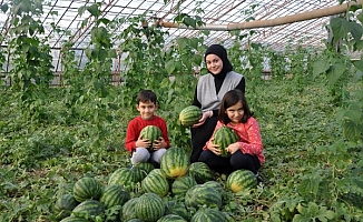 Gazipaşa'da dört mevsim karpuz hasadı