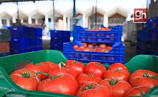 Rusya'ya domates ihracında kota 199,3 bin tonu buldu, siparişler durduruldu