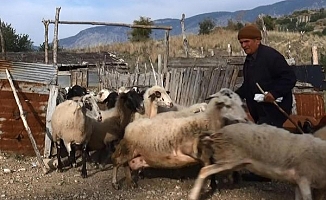 60 yıllık çoban: Biz korona morona görmüyoruz