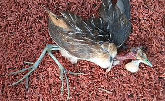 Bodrum'da ölü bulunan kuşun Türkiye'de ilk defa görülen Çizgili Yelve olduğu belirlendi