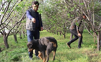 Fiyatı altınla yarışan erik, hırsızların hedefi oldu