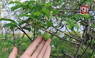  İkinci hasadına başlanan eriğin fiyatında sert düşüş